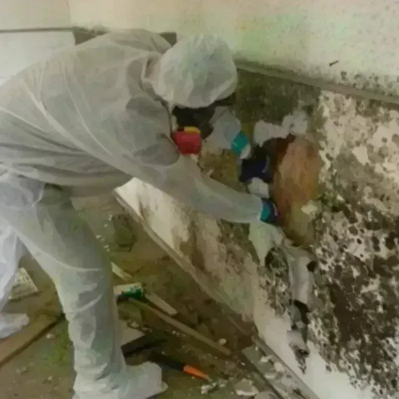 Mold Remediation and Removal in Isle of Palms, SC